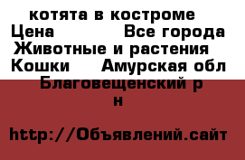 котята в костроме › Цена ­ 2 000 - Все города Животные и растения » Кошки   . Амурская обл.,Благовещенский р-н